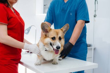 Modern bir veteriner kliniğinde safkan bir Corgi köpeği muayene edilir. Veteriner Kliniği