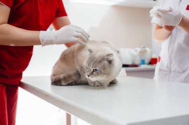 Modern bir veteriner kliniğinde safkan bir kedi muayene edilir ve masada tedavi edilir. Veteriner Kliniği