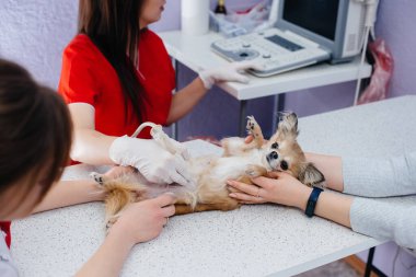 Modern bir veteriner kliniğinde safkan bir Chihuahua ultrasonu masada yapılır. Veteriner Kliniği