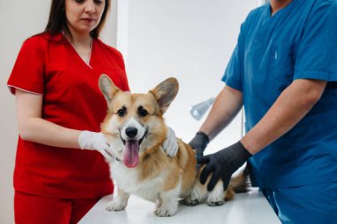 Modern bir veteriner kliniğinde safkan bir Corgi köpeği muayene edilir. Veteriner Kliniği