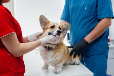 Modern bir veteriner kliniğinde safkan bir Corgi köpeği muayene edilir. Veteriner Kliniği