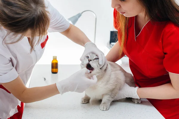 Într Clinică Veterinară Modernă Pisică Rasă Pură Este Examinată Tratată — Fotografie, imagine de stoc