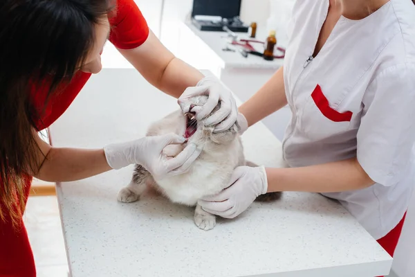 Moderní Veterinární Klinice Stole Vyšetřena Léčena Plnokrevná Kočka Veterinární Klinika — Stock fotografie