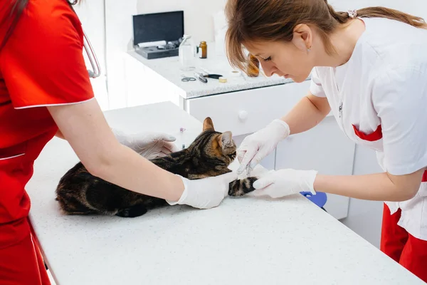 Uma Clínica Veterinária Moderna Gato Puro Sangue Examinado Tratado Mesa — Fotografia de Stock