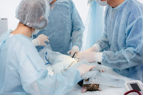 在现代兽医诊所里 对手术台上的动物进行特写手术 兽医诊所 — 图库照片