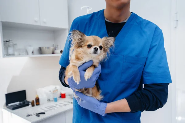 Een Moderne Dierenkliniek Wordt Een Volbloed Chihuahua Onderzocht Behandeld Tafel — Stockfoto
