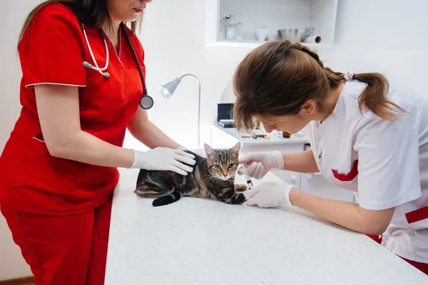 In a modern veterinary clinic, a thoroughbred cat is examined and treated on the table. Veterinary clinic