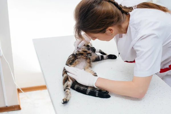 Uma Clínica Veterinária Moderna Gato Examinado Preparado Para Cirurgia Barbeando — Fotografia de Stock