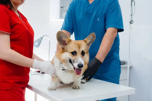 Uma Clínica Veterinária Moderna Cão Corgi Puro Sangue Examinado Clínica — Fotografia de Stock