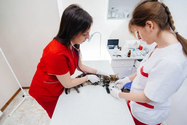 Egy Modern Állatorvosi Klinikán Egy Telivér Macskát Vizsgálnak Meg Kezelnek — Stock Fotó