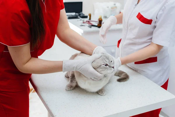 Modern Veterinary Clinic Thoroughbred Cat Examined Treated Table Veterinary Clinic — Stock Photo, Image