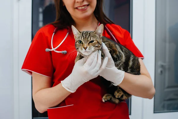 Uma Clínica Veterinária Moderna Gato Puro Sangue Examinado Tratado Mesa — Fotografia de Stock