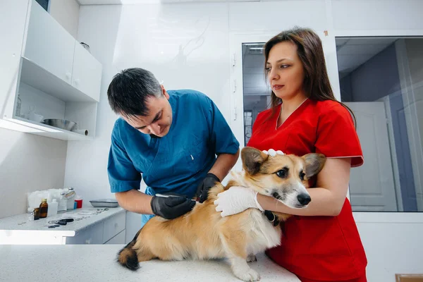 Modern Bir Veteriner Kliniğinde Safkan Bir Corgi Köpeği Muayene Edilir — Stok fotoğraf