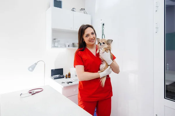 In a modern veterinary clinic, a thoroughbred Chihuahua is examined and treated on the table. Veterinary clinic