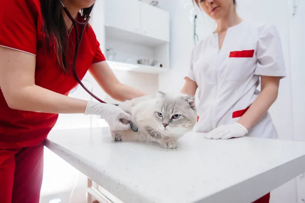 Een Moderne Dierenkliniek Wordt Een Volbloed Kat Onderzocht Behandeld Tafel — Stockfoto