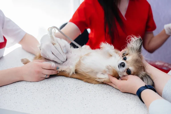 Modern bir veteriner kliniğinde safkan bir Chihuahua ultrasonu masada yapılır. Veteriner Kliniği