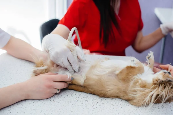 In a modern veterinary clinic, an ultrasound of a purebred Chihuahua is performed on the table. Veterinary clinic