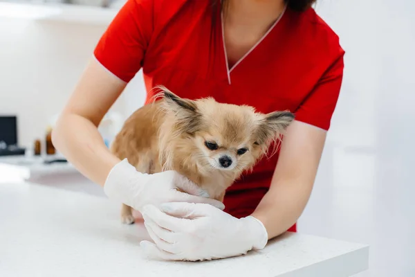 Nykyaikaisessa Eläinlääkäriklinikassa Tutkitaan Käsitellään Täysiverinen Chihuahua Eläinklinikka — kuvapankkivalokuva