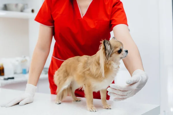 Moderní Veterinární Klinice Plnokrevník Chihuahua Vyšetřena Léčena Stole Veterinární Klinika — Stock fotografie