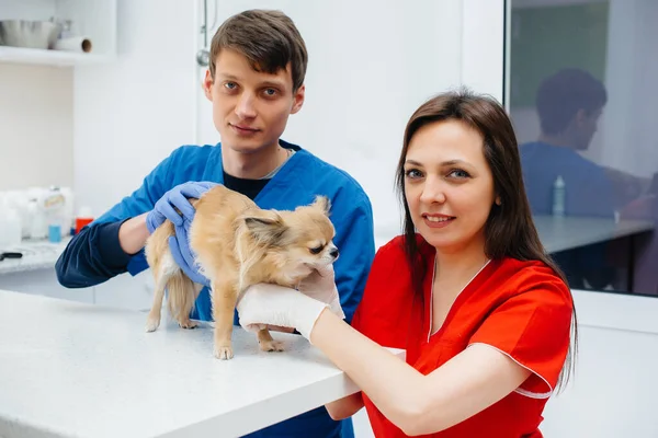 Modern Bir Veteriner Kliniğinde Safkan Bir Chihuahua Muayene Edilir Masada — Stok fotoğraf