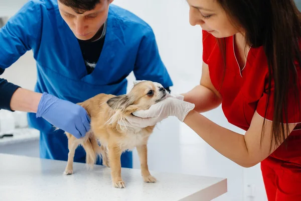 Moderní Veterinární Klinice Plnokrevník Chihuahua Vyšetřena Léčena Stole Veterinární Klinika — Stock fotografie