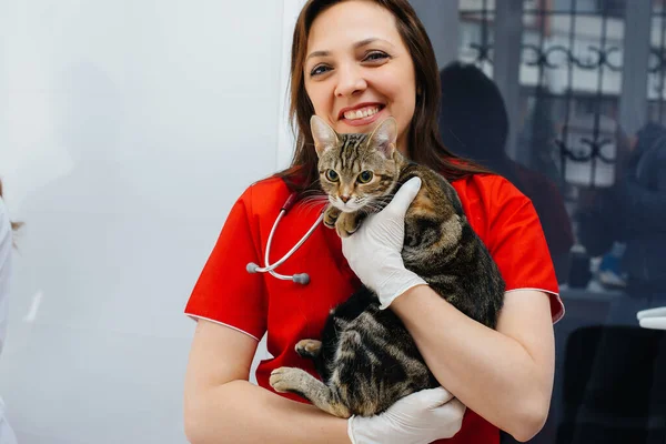 In a modern veterinary clinic, a thoroughbred cat is examined and treated on the table. Veterinary clinic