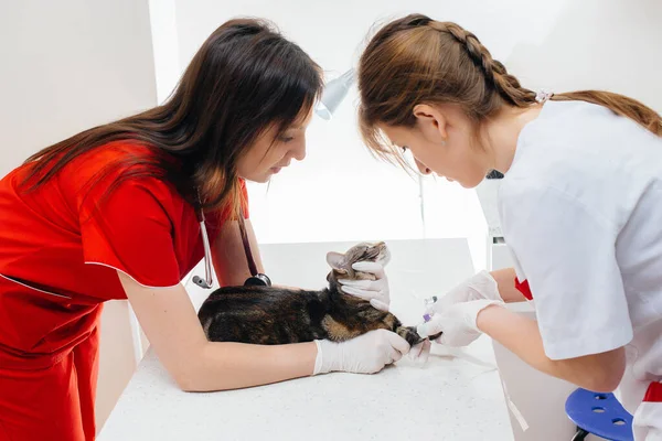 Modern Bir Veteriner Kliniğinde Safkan Bir Kedi Muayene Edilir Masada — Stok fotoğraf