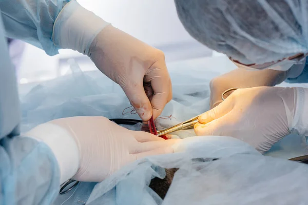 In a modern veterinary clinic, an operation is performed on an animal on the operating table in close-up. Veterinary clinic