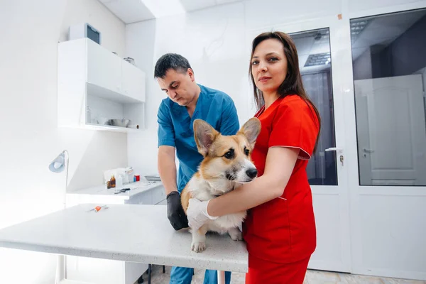 Uma Clínica Veterinária Moderna Cão Corgi Puro Sangue Examinado Clínica — Fotografia de Stock