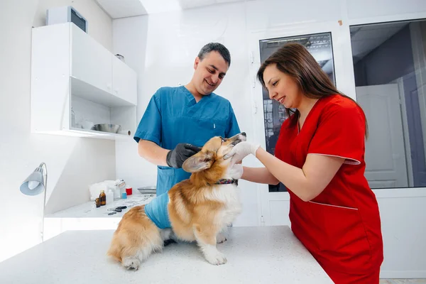 現代の獣医クリニックでは サラブレッドのコーギー犬が検査されています 獣医診療所 — ストック写真