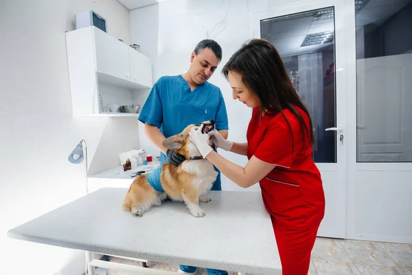 Uma Clínica Veterinária Moderna Cão Corgi Puro Sangue Examinado Clínica — Fotografia de Stock