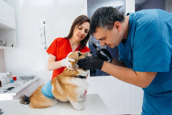 In a modern veterinary clinic, a thoroughbred Corgi dog is examined. Veterinary clinic