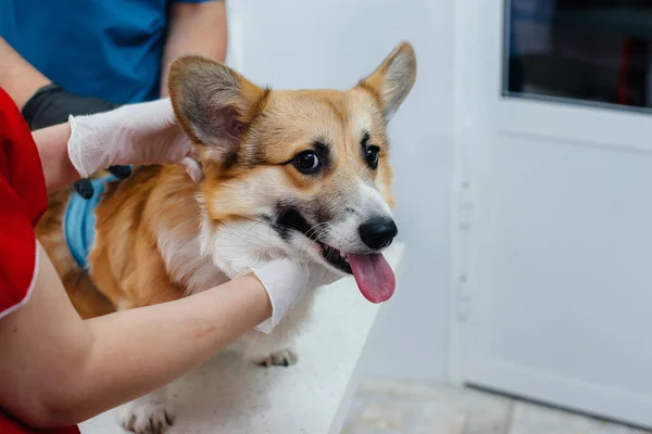 Moderní Veterinární Klinice Vyšetřen Plnokrevný Pes Corgi Veterinární Klinika — Stock fotografie