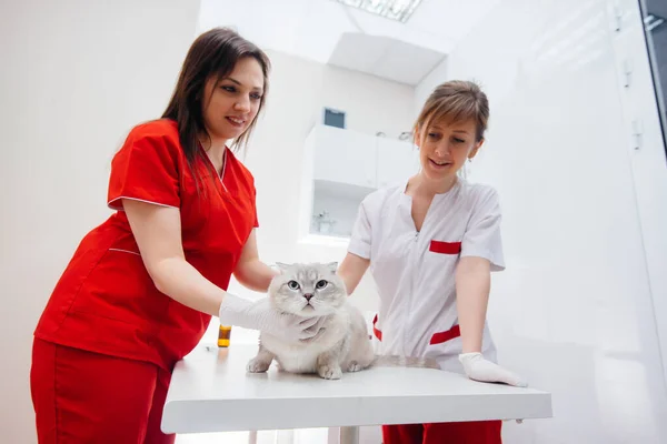 Uma Clínica Veterinária Moderna Gato Puro Sangue Examinado Tratado Mesa — Fotografia de Stock