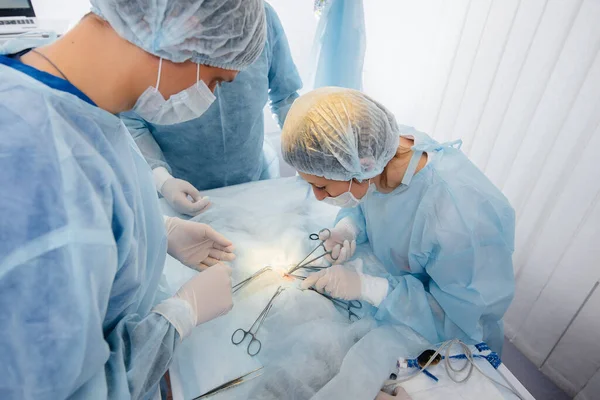 현대의 수의학 병원에서는 수술대 동물에 수술을 클로즈업하여 수의학 클리닉 — 스톡 사진