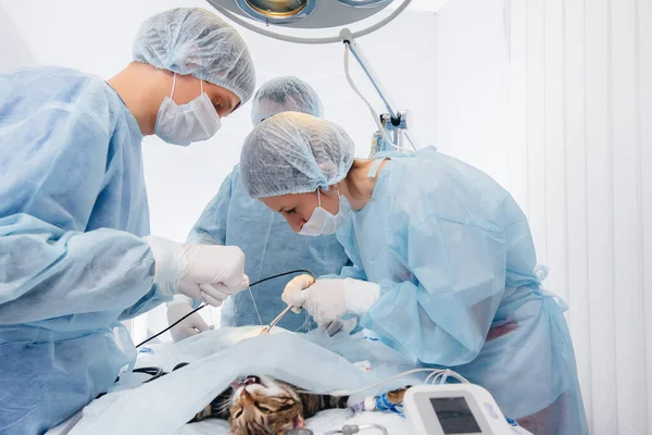 Een Moderne Dierenkliniek Wordt Een Operatie Uitgevoerd Een Dier Operatietafel — Stockfoto