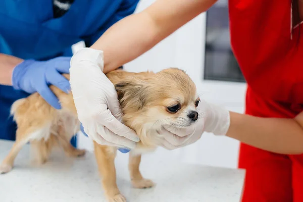 Modern bir veteriner kliniğinde safkan bir Chihuahua muayene edilir ve masada tedavi edilir. Veteriner Kliniği