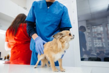 Modern bir veteriner kliniğinde safkan bir Chihuahua muayene edilir ve masada tedavi edilir. Veteriner Kliniği