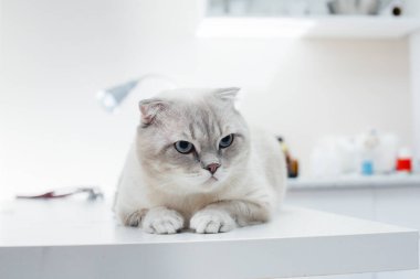 Modern bir veteriner kliniğinde, safkan bir kedi masada oturur. Veteriner Kliniği