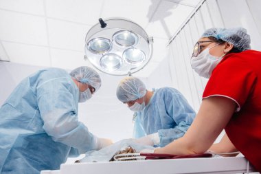 Modern bir veteriner kliniğinde, ameliyat masasında yakın plan bir hayvan üzerinde yapılır. Veteriner Kliniği