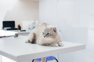 Modern bir veteriner kliniğinde, safkan bir kedi masada oturur. Veteriner Kliniği