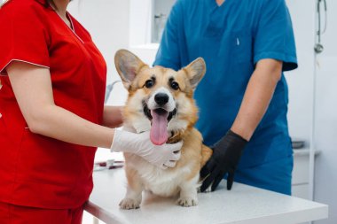 Modern bir veteriner kliniğinde safkan bir Corgi köpeği muayene edilir. Veteriner Kliniği