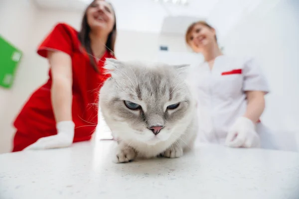 Uma Clínica Veterinária Moderna Gato Puro Sangue Examinado Tratado Mesa — Fotografia de Stock