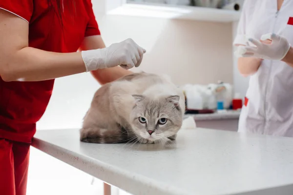 Uma Clínica Veterinária Moderna Gato Puro Sangue Examinado Tratado Mesa — Fotografia de Stock