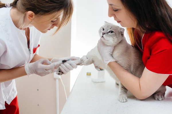 Uma Clínica Veterinária Moderna Gato Puro Sangue Examinado Tratado Mesa — Fotografia de Stock
