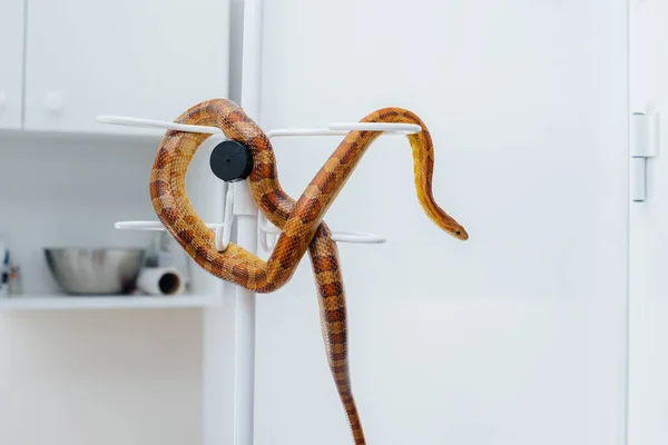 Uma Clínica Veterinária Moderna Uma Cobra Amarela Examinada Clínica Veterinária — Fotografia de Stock