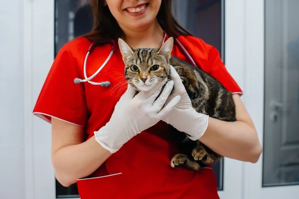 In a modern veterinary clinic, a thoroughbred cat is examined and treated on the table. Veterinary clinic