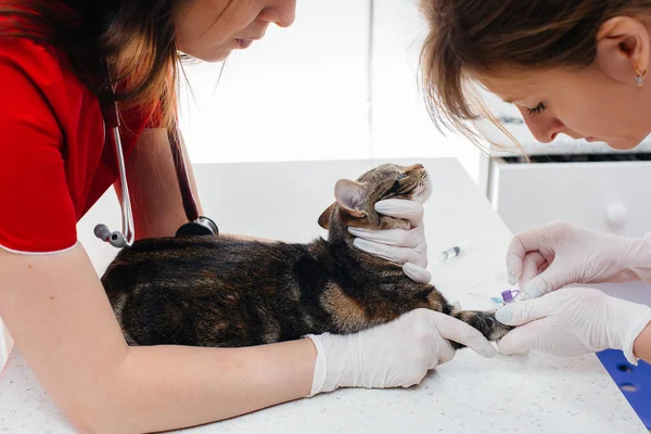 Moderní Veterinární Klinice Stole Vyšetřena Léčena Plnokrevná Kočka Veterinární Klinika — Stock fotografie