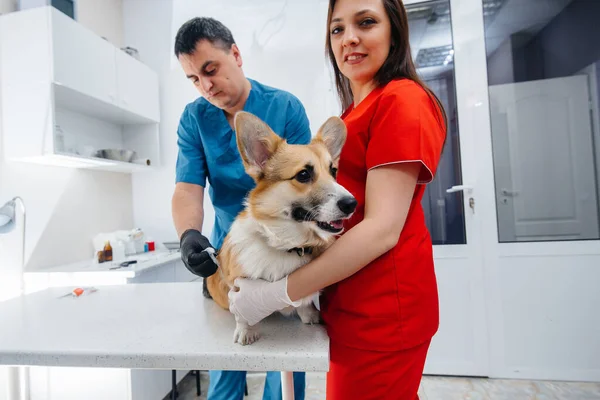 Egy Modern Állatorvosi Klinikán Egy Telivér Corgi Kutyát Vizsgálnak Állatorvosi — Stock Fotó