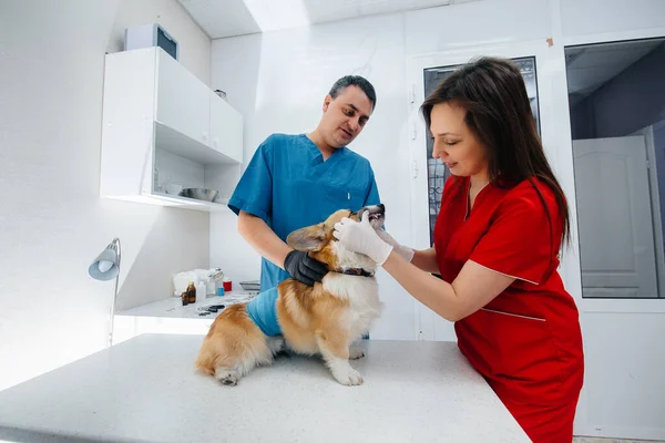 在现代兽医诊所里 对一只纯种科吉犬进行了检查 兽医诊所 — 图库照片